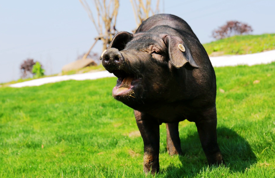 青蓮福利養殖摘得國際“金豬獎”殊榮!